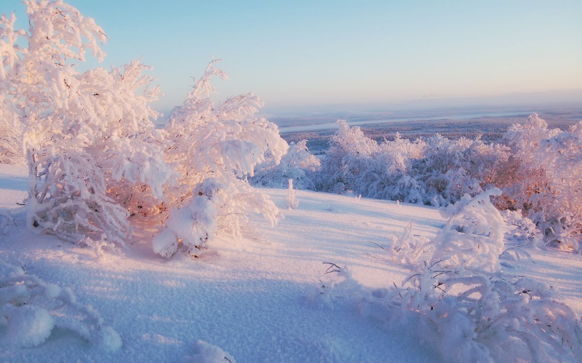 Schneebedeckte Bäume Tagsüber. Wallpaper in 2560x1600 Resolution