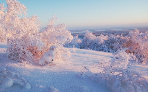 Image snow covered trees during daytime