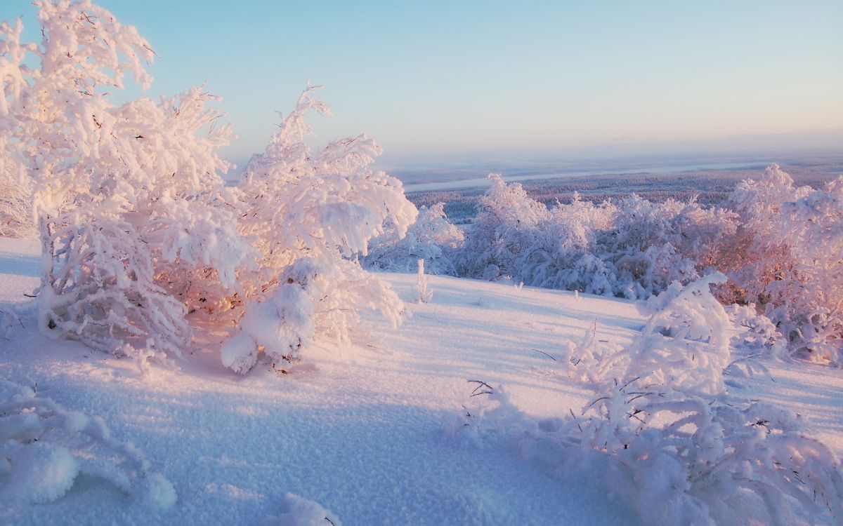 snow covered trees during daytime