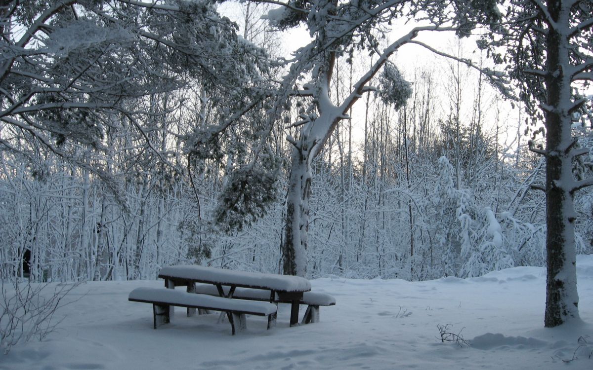 Banc en Bois Marron Recouvert de Neige. Wallpaper in 2560x1600 Resolution