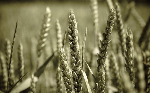 Image green wheat field during daytime