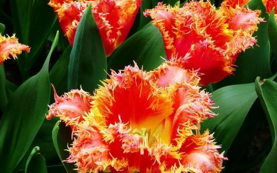 Kostenlose Hintergrundbilder Rote Und Gelbe Blume in Nahaufnahmen