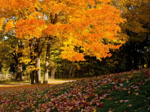 Image brown and yellow leaves on ground