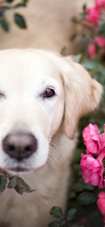 Image golden retriever roses, golden retriever, puppy, papillon dog, retriever