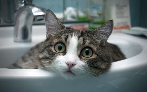 Image brown tabby cat on white ceramic sink