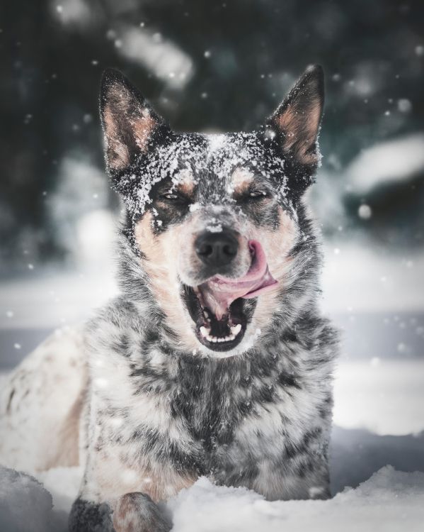 Black and White Short Coated Dog on Snow Covered Ground During Daytime. Wallpaper in 3795x4744 Resolution