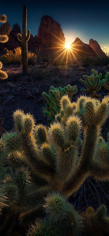 Image vegetation, Focus stacking, landscape, plant, plant community