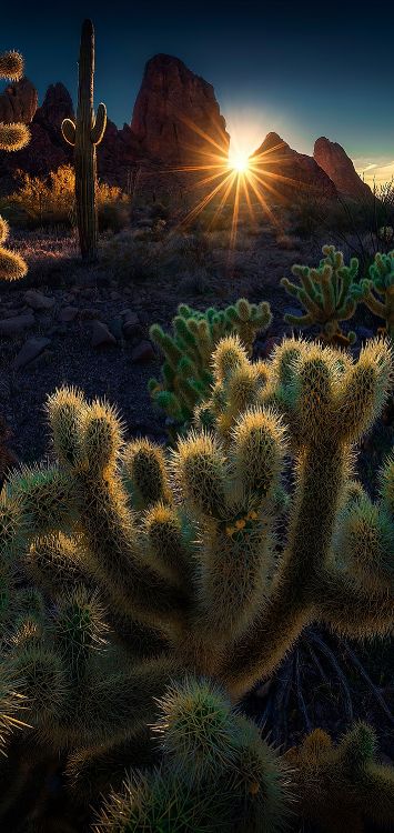 vegetation, Focus stacking, landscape, plant, plant community