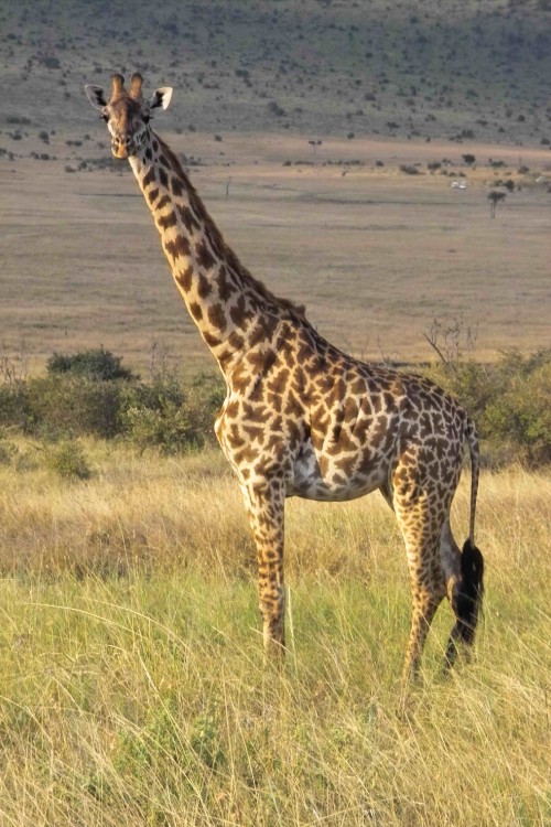 Image brown giraffe on brown grass field during daytime