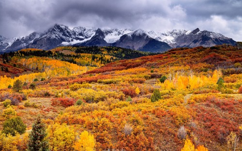 Image yellow and red flower field near snow covered mountain under cloudy sky during daytime