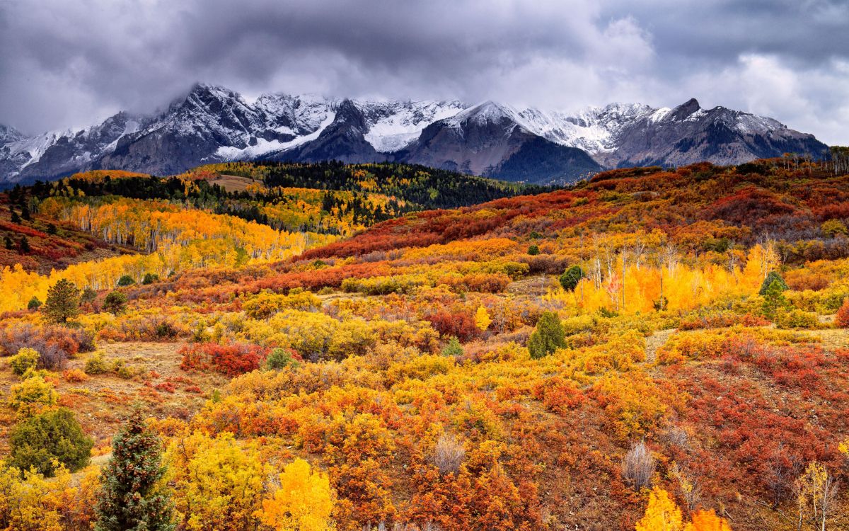 yellow and red flower field near snow covered mountain under cloudy sky during daytime