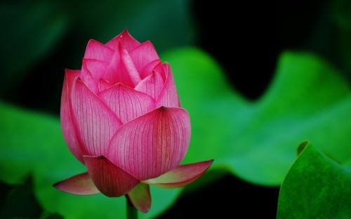 莲家庭壁纸 莲家庭高清图片 免费下载图片