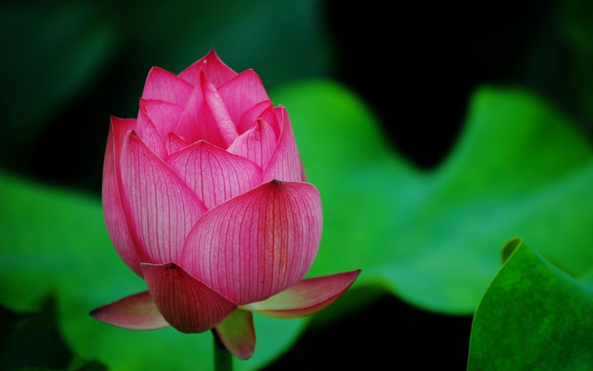 Pink Lotus Flower in Bloom. Wallpaper in 2560x1600 Resolution