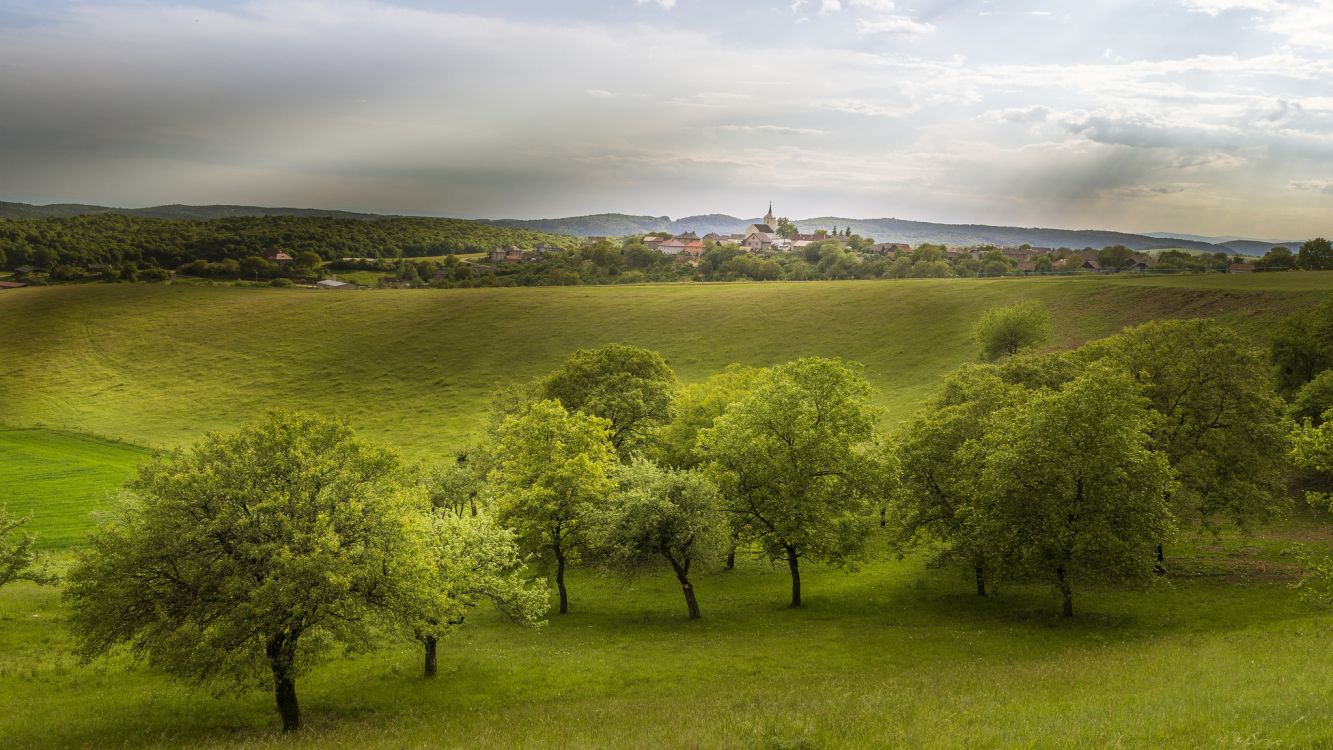 green grass field and trees under white clouds during daytime