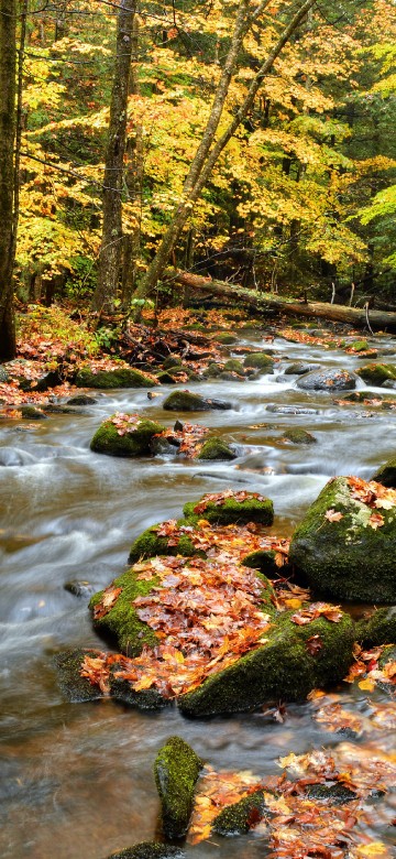 Image river in the middle of forest during daytime