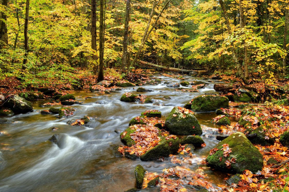 river in the middle of forest during daytime