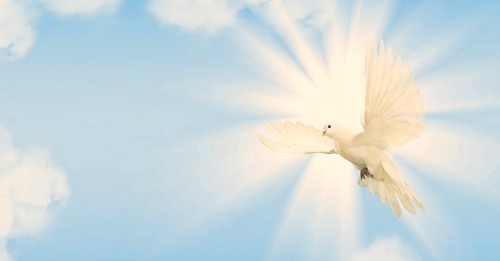 Image white bird flying under blue sky during daytime