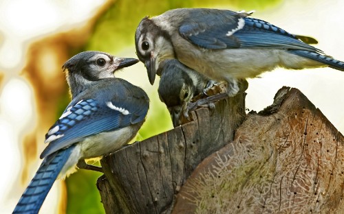 Image blue and white bird on brown tree branch during daytime