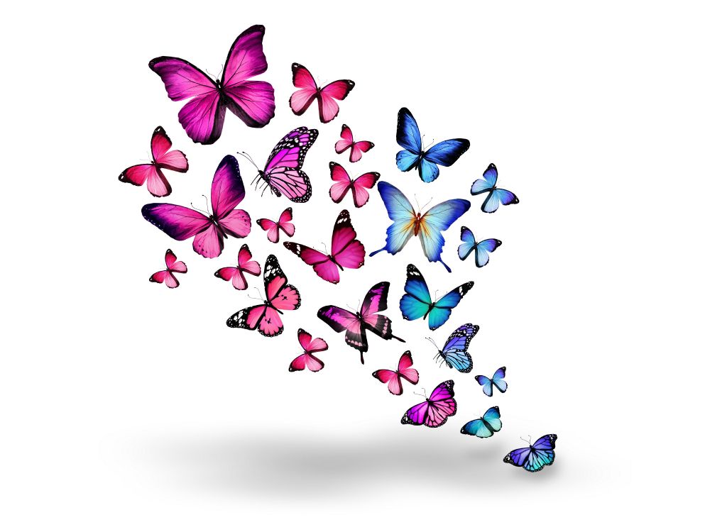 Blaue Und Lila Schmetterlinge Auf Weißem Hintergrund. Wallpaper in 5500x4026 Resolution