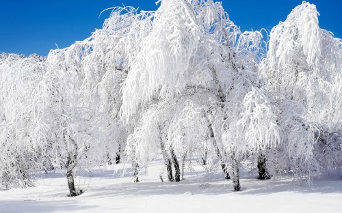 Image snow covered trees during daytime