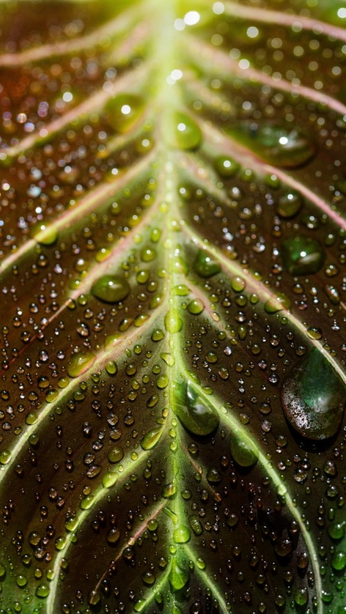 Image maranta, maranta leuconeura, dracaena trifasciata, leaf, houseplant