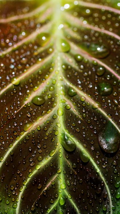 maranta, maranta leuconeura, dracaena trifasciata, leaf, houseplant