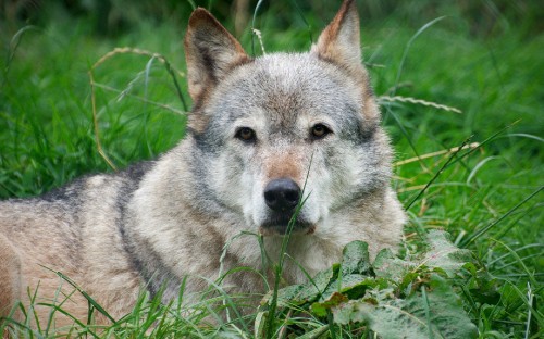 Image brown wolf on green grass during daytime