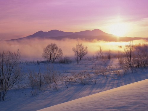 Image bare trees on snow covered ground during daytime