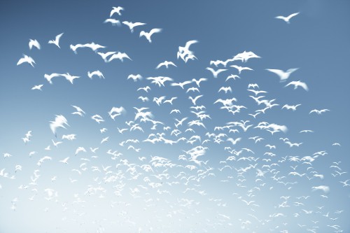 Image flock of birds flying under blue sky during daytime