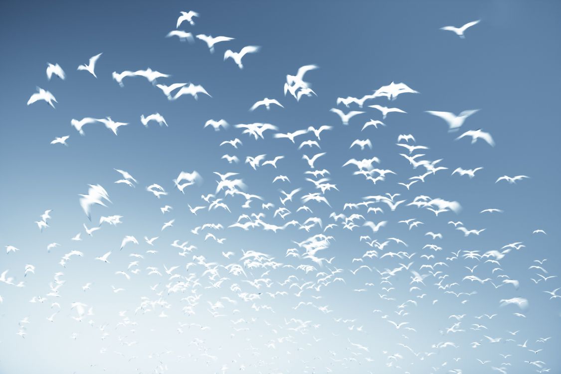 flock of birds flying under blue sky during daytime