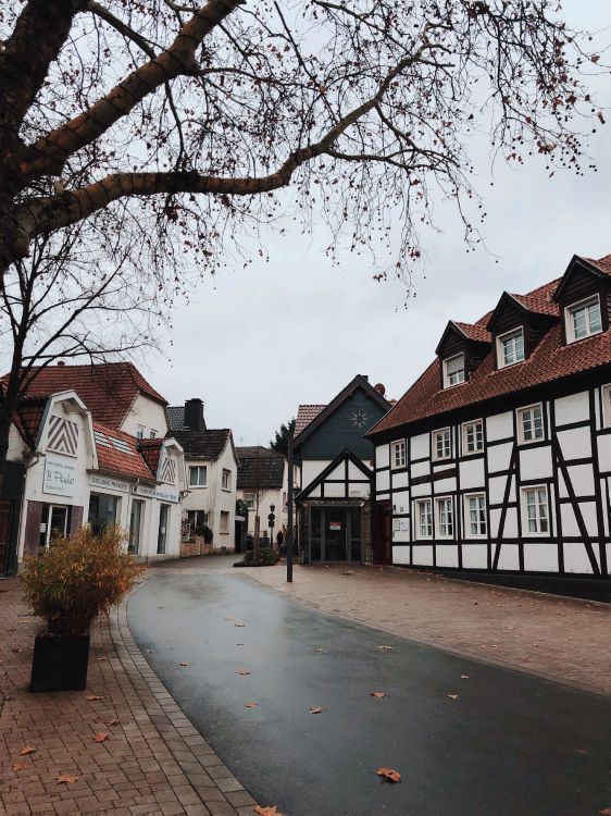 Baum, Wissenschaft, Biologie, Fenster, Nachbarschaft. Wallpaper in 3024x4032 Resolution