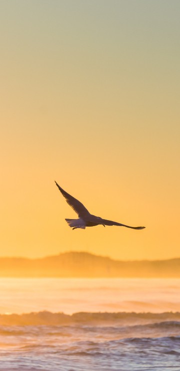 Image bird flying over the sea during sunset