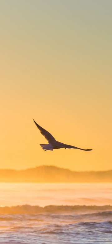 Image bird flying over the sea during sunset