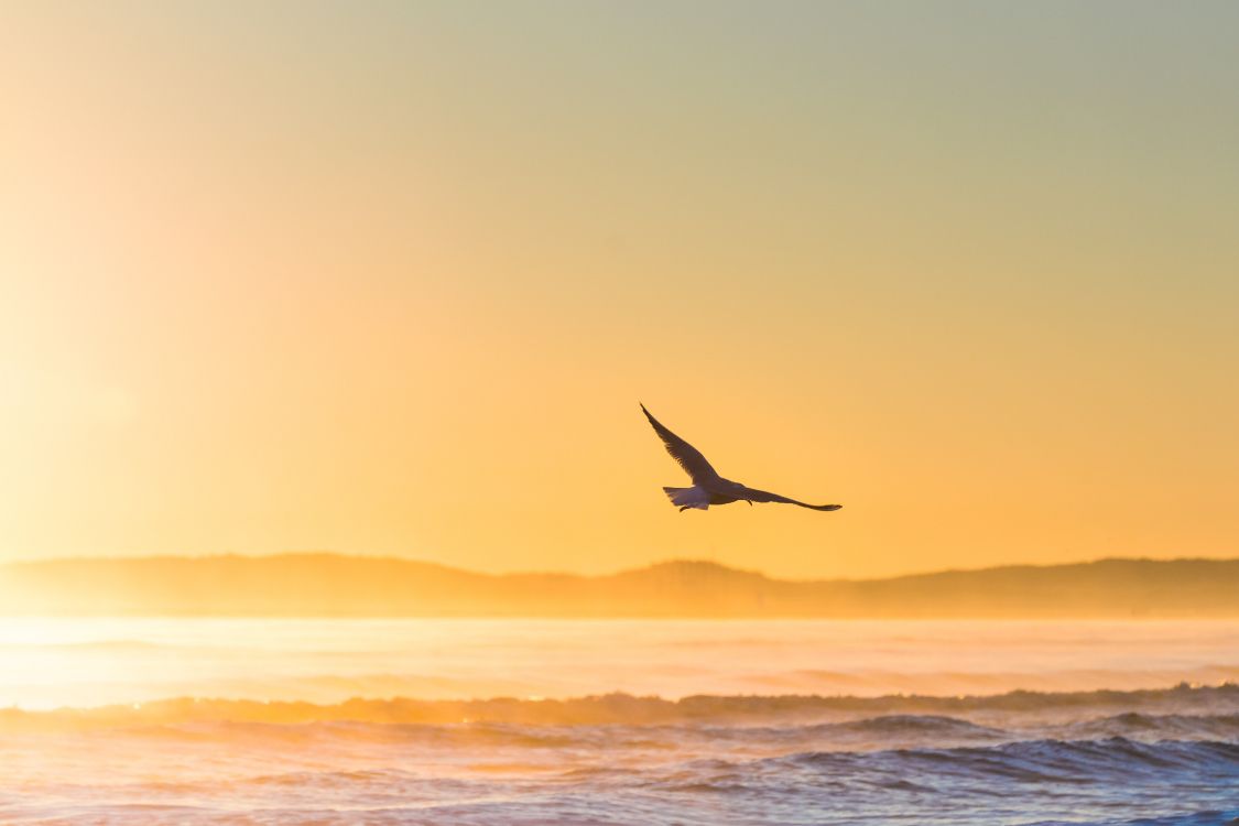 Bird Flying Over The Sea During Sunset. Wallpaper in 5529x3686 Resolution