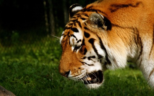 Image brown and white tiger lying on green grass during daytime