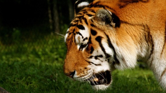 Image brown and white tiger lying on green grass during daytime