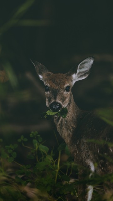 Image brown deer on green grass during daytime