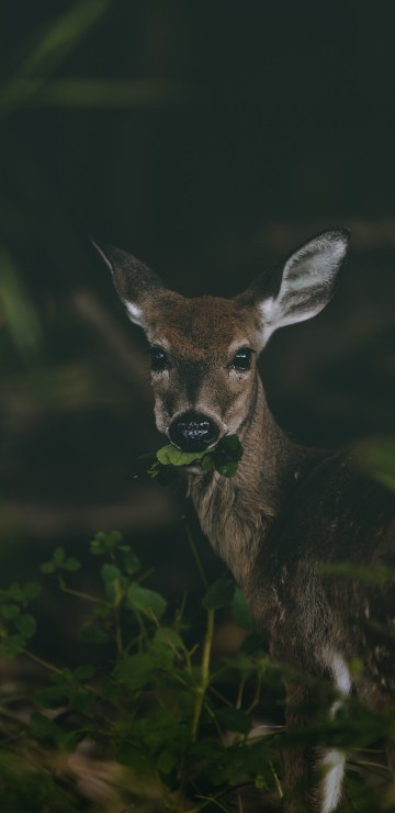 Image brown deer on green grass during daytime