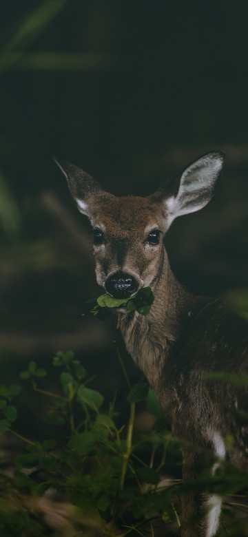 Image brown deer on green grass during daytime