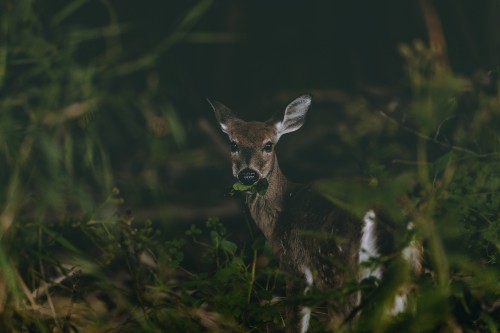 Image brown deer on green grass during daytime