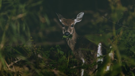 Image brown deer on green grass during daytime