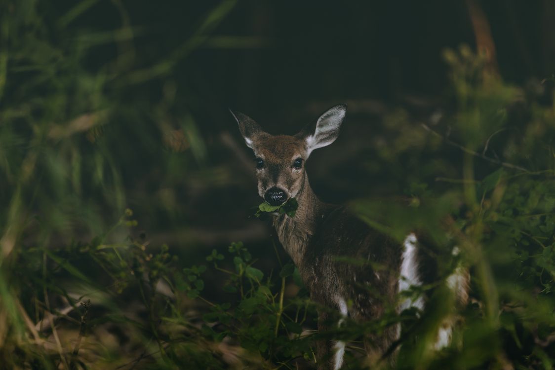 brown deer on green grass during daytime