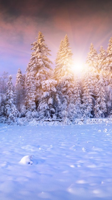 Sunset in Winter Forest