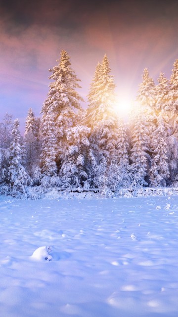 snowy forest wallpaper iphone