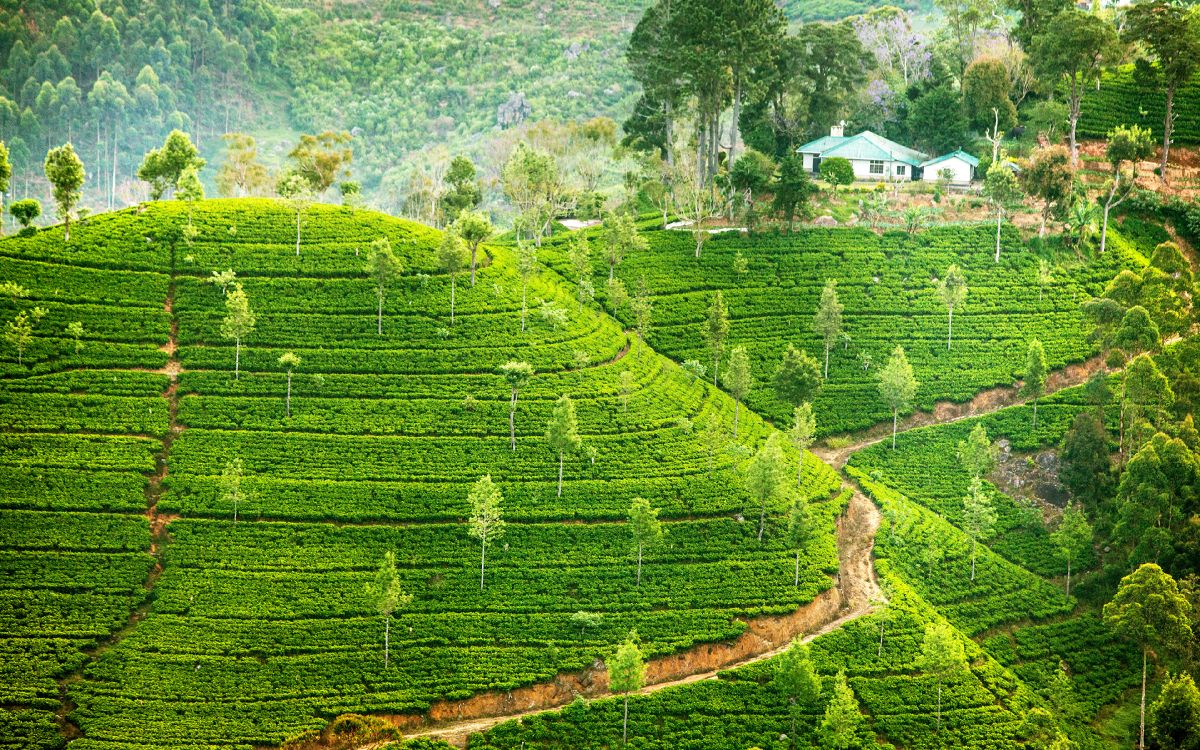 Campo de Hierba Verde Durante el Día. Wallpaper in 3840x2400 Resolution