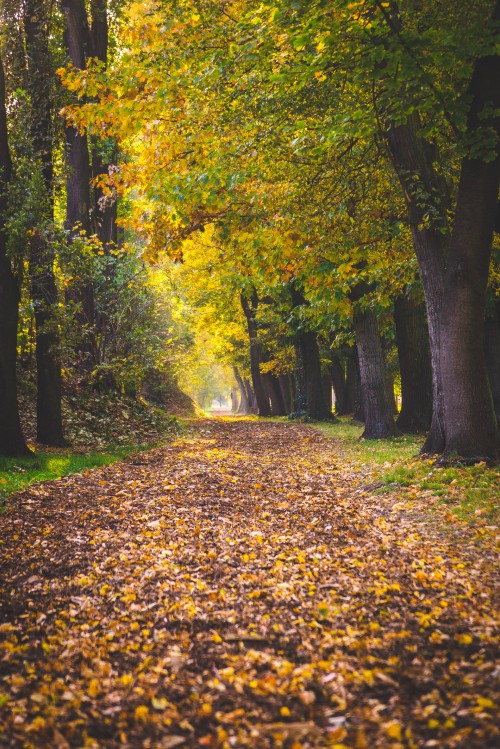 Image tree, leaf, People in nature, deciduous, nature