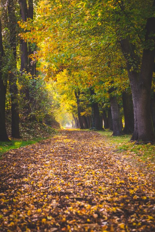 tree, leaf, People in nature, deciduous, nature