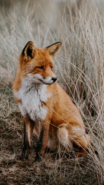 Image brown fox on brown grass field during daytime