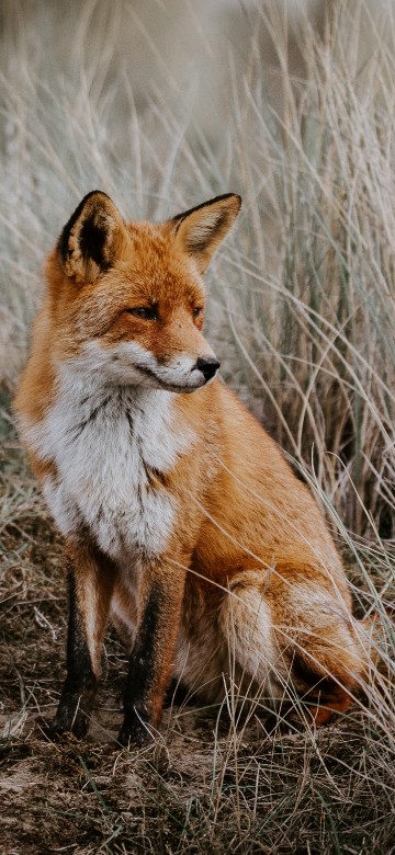 Image brown fox on brown grass field during daytime