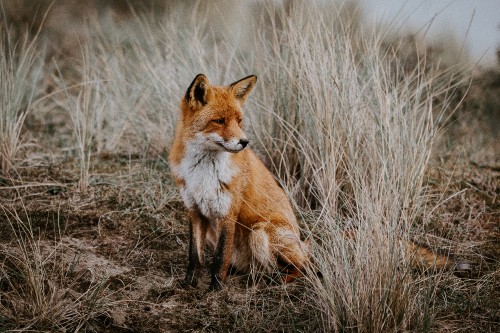 Image brown fox on brown grass field during daytime